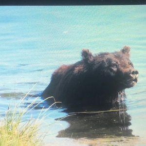 Meet your Posher, Thaddeus